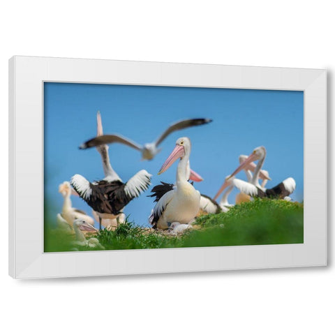 Australian Pelican Colony-Penguin Island-Australia II White Modern Wood Framed Art Print by Fitzharris, Tim