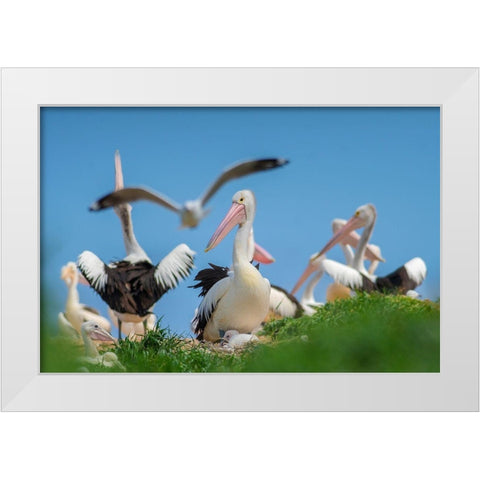 Australian Pelican Colony-Penguin Island-Australia II White Modern Wood Framed Art Print by Fitzharris, Tim