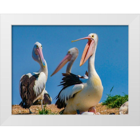Australian Pelican Colony-Penguin Island-Australia III White Modern Wood Framed Art Print by Fitzharris, Tim