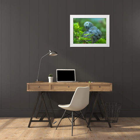 African Gray Parrot Portrait I White Modern Wood Framed Art Print by Fitzharris, Tim