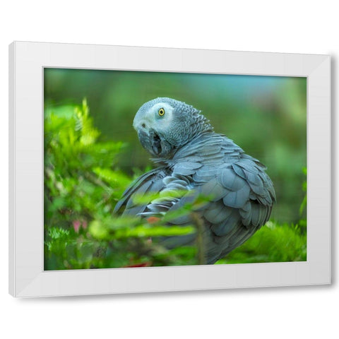 African Gray Parrot Portrait I White Modern Wood Framed Art Print by Fitzharris, Tim