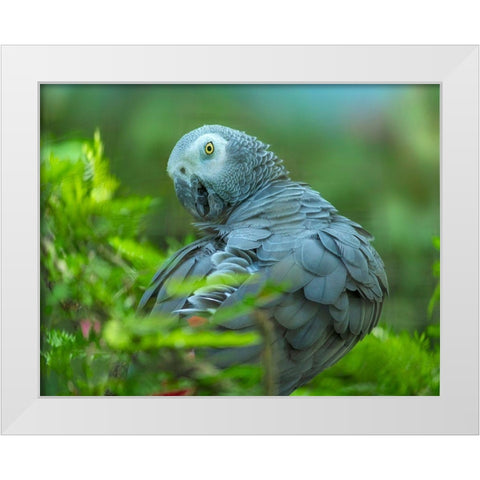 African Gray Parrot Portrait I White Modern Wood Framed Art Print by Fitzharris, Tim