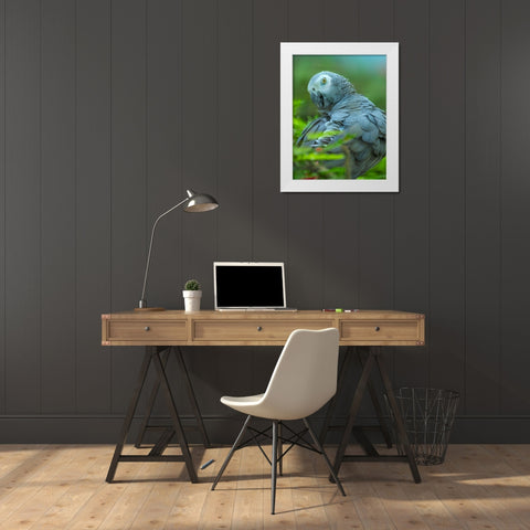 African Gray Parrot Portrait II White Modern Wood Framed Art Print by Fitzharris, Tim