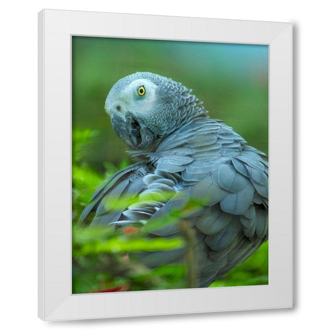 African Gray Parrot Portrait II White Modern Wood Framed Art Print by Fitzharris, Tim