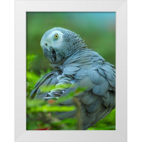 African Gray Parrot Portrait II White Modern Wood Framed Art Print by Fitzharris, Tim
