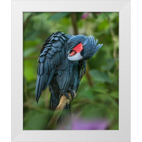 Black Palm Cockatoo-Indonesia White Modern Wood Framed Art Print by Fitzharris, Tim