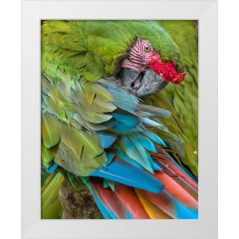 Blue Macaw Preening I White Modern Wood Framed Art Print by Fitzharris, Tim