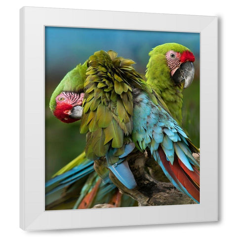 Blue Macaw Preening II White Modern Wood Framed Art Print by Fitzharris, Tim