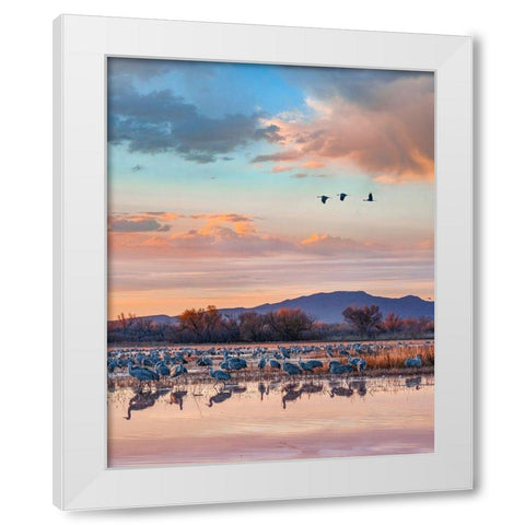 Sandhill Cranes-Bosque del Apache National Wildlife Refuge-New Mexico II White Modern Wood Framed Art Print by Fitzharris, Tim