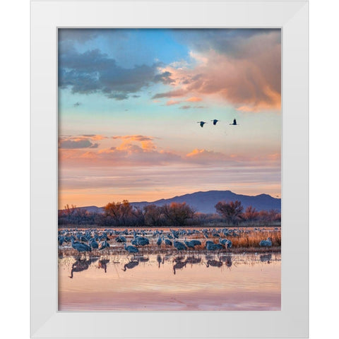 Sandhill Cranes-Bosque del Apache National Wildlife Refuge-New Mexico II White Modern Wood Framed Art Print by Fitzharris, Tim