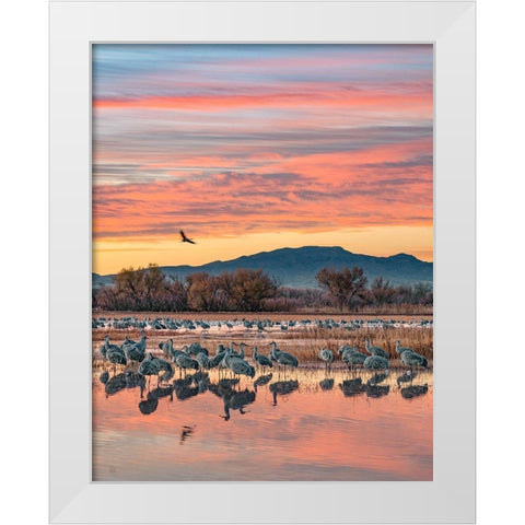 Sandhill Cranes-Bosque del Apache National Wildlife Refuge-New Mexico III White Modern Wood Framed Art Print by Fitzharris, Tim