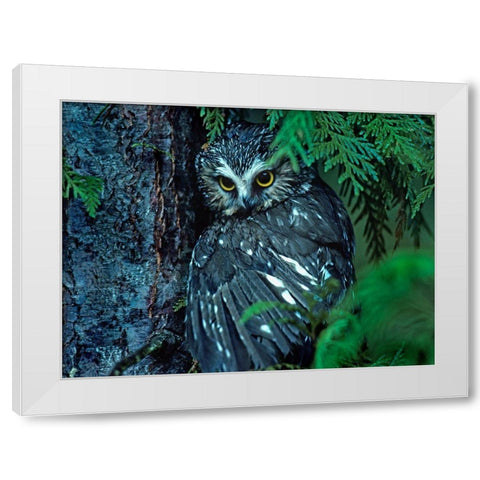 Northern Saw-whet Owl Mantling Prey British Columbia White Modern Wood Framed Art Print by Fitzharris, Tim