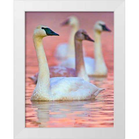 Trumpeter Swans at Twilight-Arkansas II White Modern Wood Framed Art Print by Fitzharris, Tim