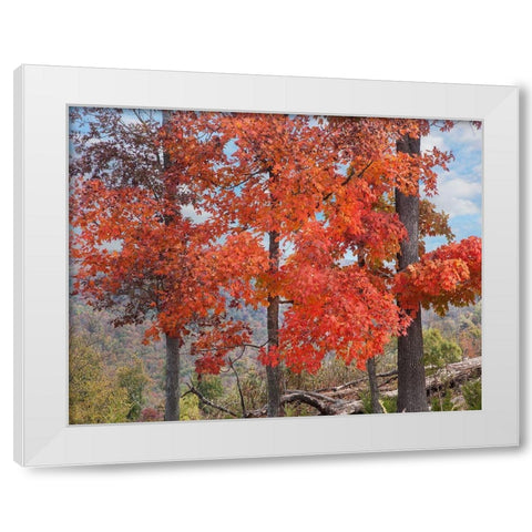 Red Maples-Ponca Wilderness-Arkansas White Modern Wood Framed Art Print by Fitzharris, Tim