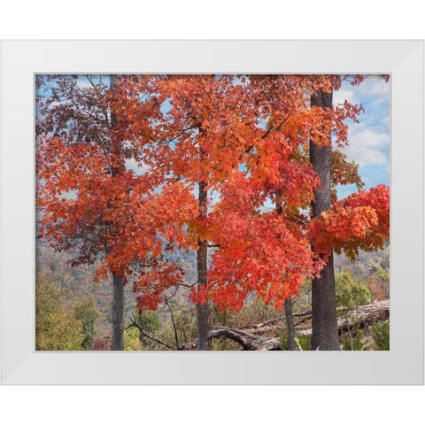 Red Maples-Ponca Wilderness-Arkansas White Modern Wood Framed Art Print by Fitzharris, Tim