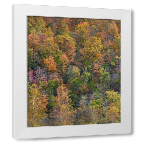 Boxley Valley-Buffalo National River-Arkansas White Modern Wood Framed Art Print by Fitzharris, Tim