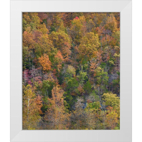 Boxley Valley-Buffalo National River-Arkansas White Modern Wood Framed Art Print by Fitzharris, Tim