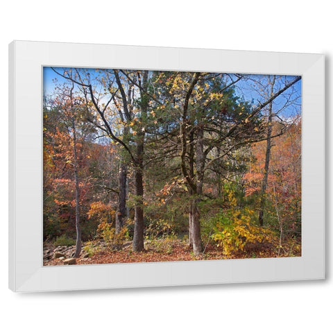 Ozark St Francis National Forest-Arkansas White Modern Wood Framed Art Print by Fitzharris, Tim