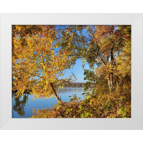 Lake Sequoyah Autumn-Arkansas White Modern Wood Framed Art Print by Fitzharris, Tim