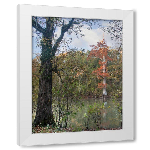 White River-White River National Wildlife Refuge-Arkansas White Modern Wood Framed Art Print by Fitzharris, Tim