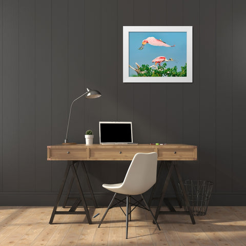 Roseate Spoonbills on nest-High Island-Texas USA White Modern Wood Framed Art Print by Fitzharris, Tim