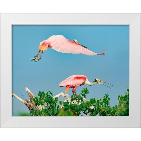 Roseate Spoonbills on nest-High Island-Texas USA White Modern Wood Framed Art Print by Fitzharris, Tim