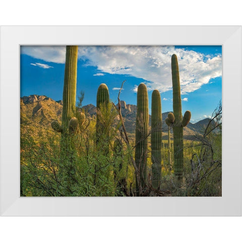 Saguaro Cacti and Santa Catalina Mountains at Catalina State Park-Arizona White Modern Wood Framed Art Print by Fitzharris, Tim