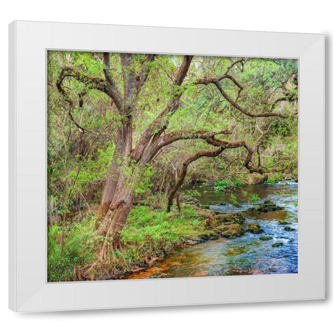 Harrison River State Park-Florida White Modern Wood Framed Art Print by Fitzharris, Tim