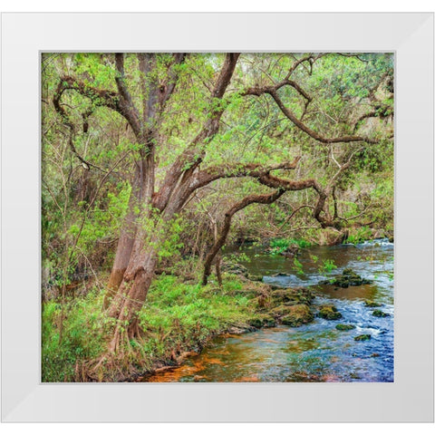 Harrison River State Park-Florida White Modern Wood Framed Art Print by Fitzharris, Tim