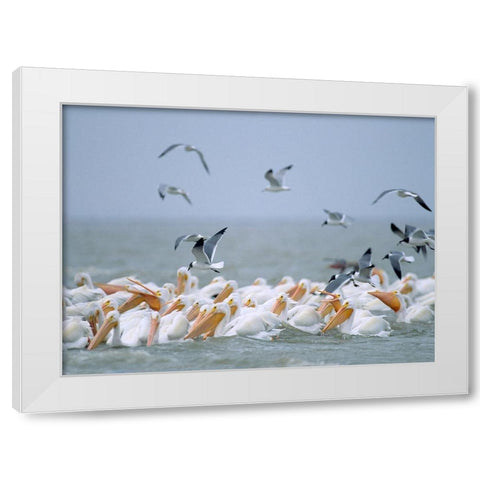 White Pelicans and Laughing Gulls-Galveston-Texas White Modern Wood Framed Art Print by Fitzharris, Tim