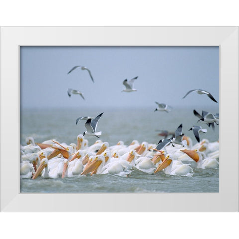White Pelicans and Laughing Gulls-Galveston-Texas White Modern Wood Framed Art Print by Fitzharris, Tim