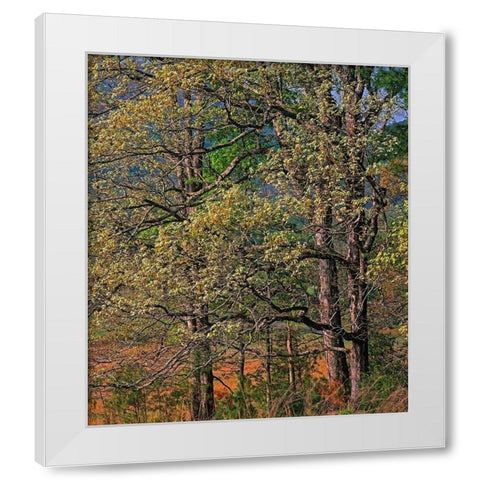 Cades Cove-Great Smoky Mountains National Park-Tennessee White Modern Wood Framed Art Print by Fitzharris, Tim