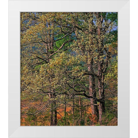 Cades Cove-Great Smoky Mountains National Park-Tennessee White Modern Wood Framed Art Print by Fitzharris, Tim
