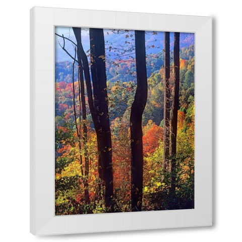 Blue Ridge Parkway near Deep Gap-North Carolina White Modern Wood Framed Art Print by Fitzharris, Tim
