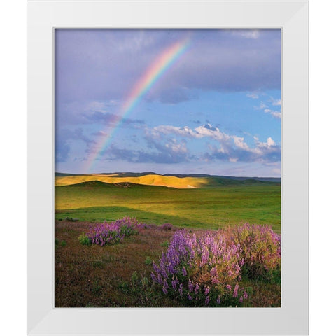 Giant lupines-Carrizo Plains National Monument-California White Modern Wood Framed Art Print by Fitzharris, Tim