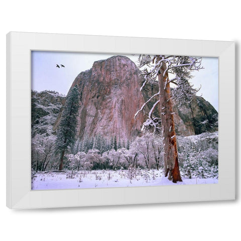 El Capitan in winter-Yosemite National Park-California White Modern Wood Framed Art Print by Fitzharris, Tim