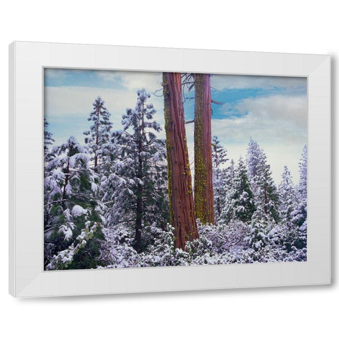 Sequoia Trees Mariposa Grove Yosemite National Park-California White Modern Wood Framed Art Print by Fitzharris, Tim