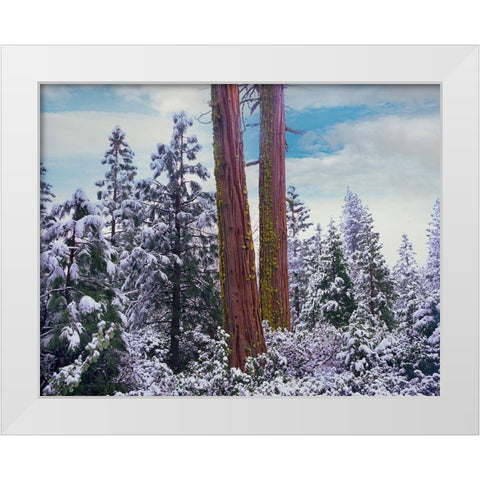 Sequoia Trees Mariposa Grove Yosemite National Park-California White Modern Wood Framed Art Print by Fitzharris, Tim