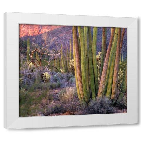 Organ Pipe Cactus National Monument-Arizona White Modern Wood Framed Art Print by Fitzharris, Tim