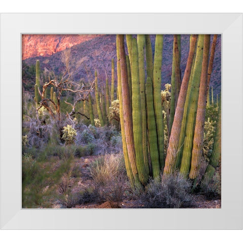 Organ Pipe Cactus National Monument-Arizona White Modern Wood Framed Art Print by Fitzharris, Tim