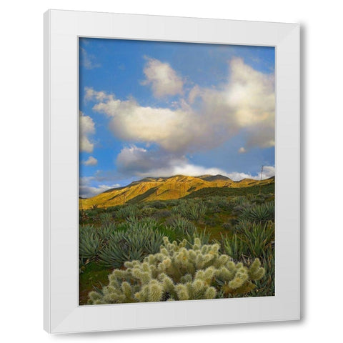 Cholla Cactus and Agaves-Mason Valley-California White Modern Wood Framed Art Print by Fitzharris, Tim