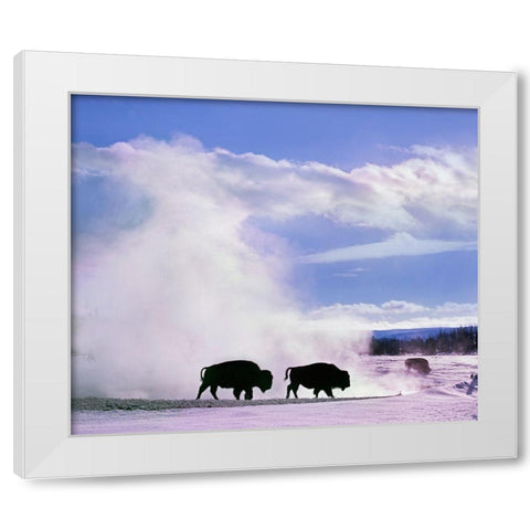 Bison at a Hot Spring-Yellowstone National Park-Wyoming White Modern Wood Framed Art Print by Fitzharris, Tim