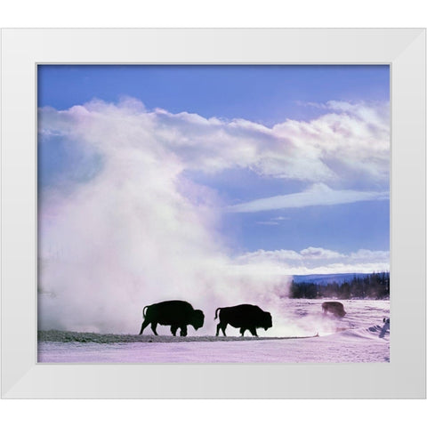 Bison at a Hot Spring-Yellowstone National Park-Wyoming White Modern Wood Framed Art Print by Fitzharris, Tim