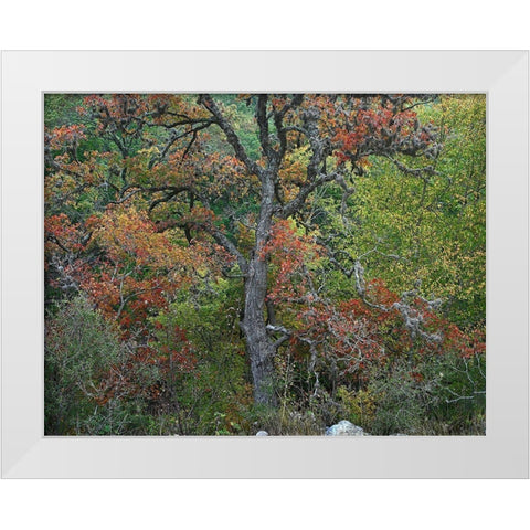 Maples in autumn-Lost Maples State Park-Texas White Modern Wood Framed Art Print by Fitzharris, Tim