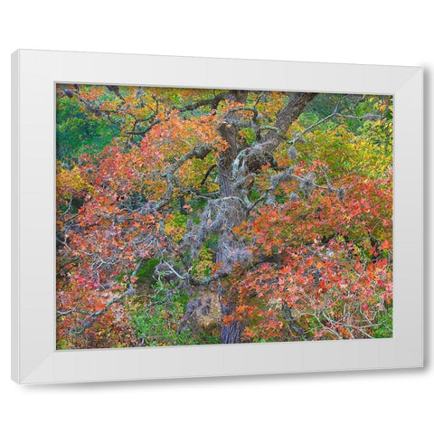 Maples in autumn-Lost Maples State Park-Texas White Modern Wood Framed Art Print by Fitzharris, Tim