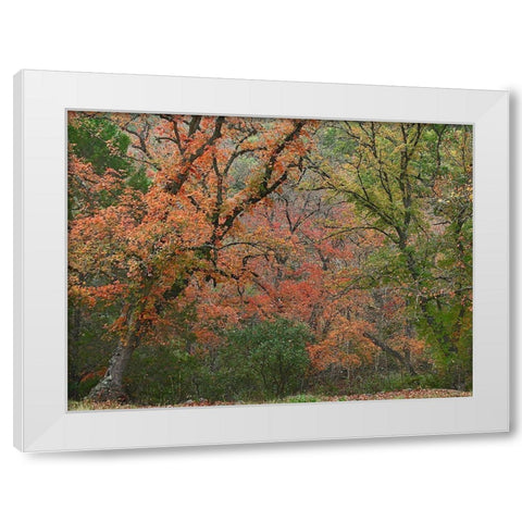 Maples in autumn-Lost Maples State Park-Texas White Modern Wood Framed Art Print by Fitzharris, Tim