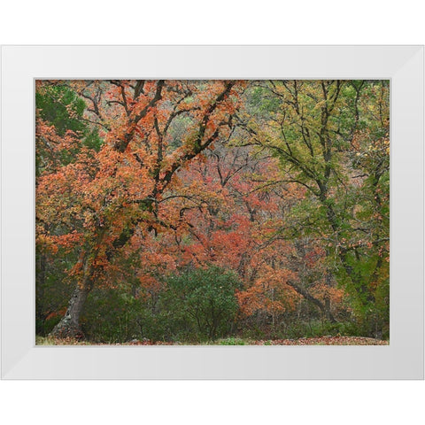 Maples in autumn-Lost Maples State Park-Texas White Modern Wood Framed Art Print by Fitzharris, Tim