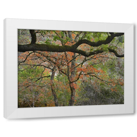 Lost Maples State Park-Texas White Modern Wood Framed Art Print by Fitzharris, Tim