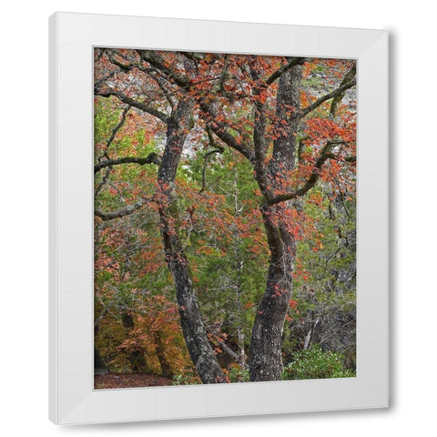 Maples in autumn-Lost Maples State Park-Texas White Modern Wood Framed Art Print by Fitzharris, Tim