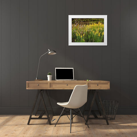 Goldenrods near DeQueen-Arkansas White Modern Wood Framed Art Print by Fitzharris, Tim